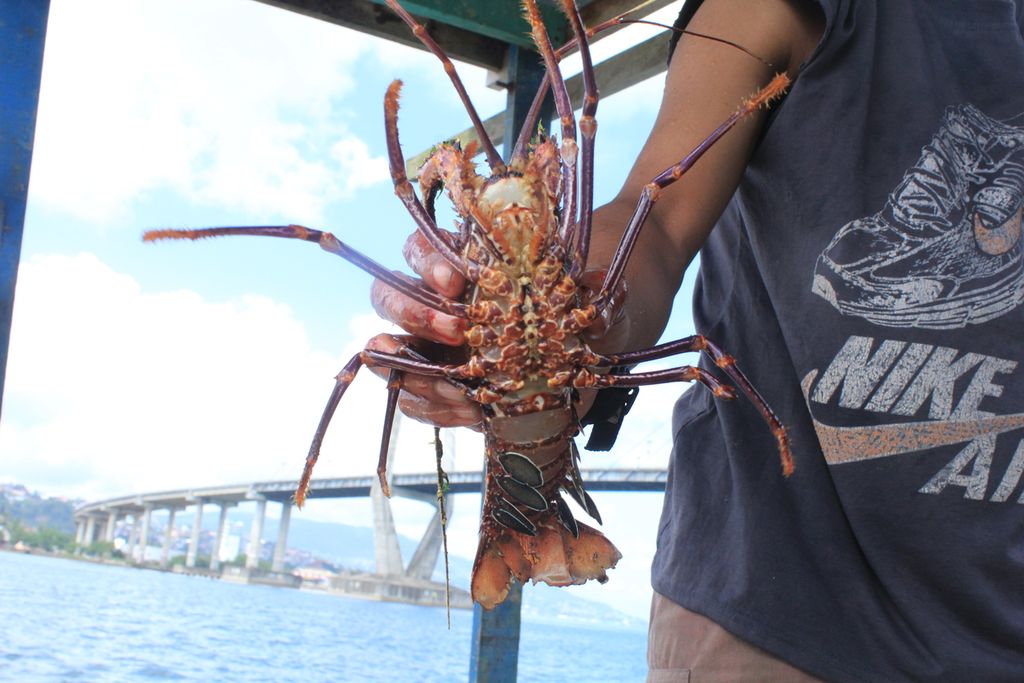 A farmer held a lobster that was cultivated in a floating net cage above Teluk Ambon, Maluku, on Friday (8/9/2023). The group, supervised by the Fisheries and Marine Affairs Office of the Maluku Province, has 16 net cages with approximately 6,000 various types of fish, including lobsters.