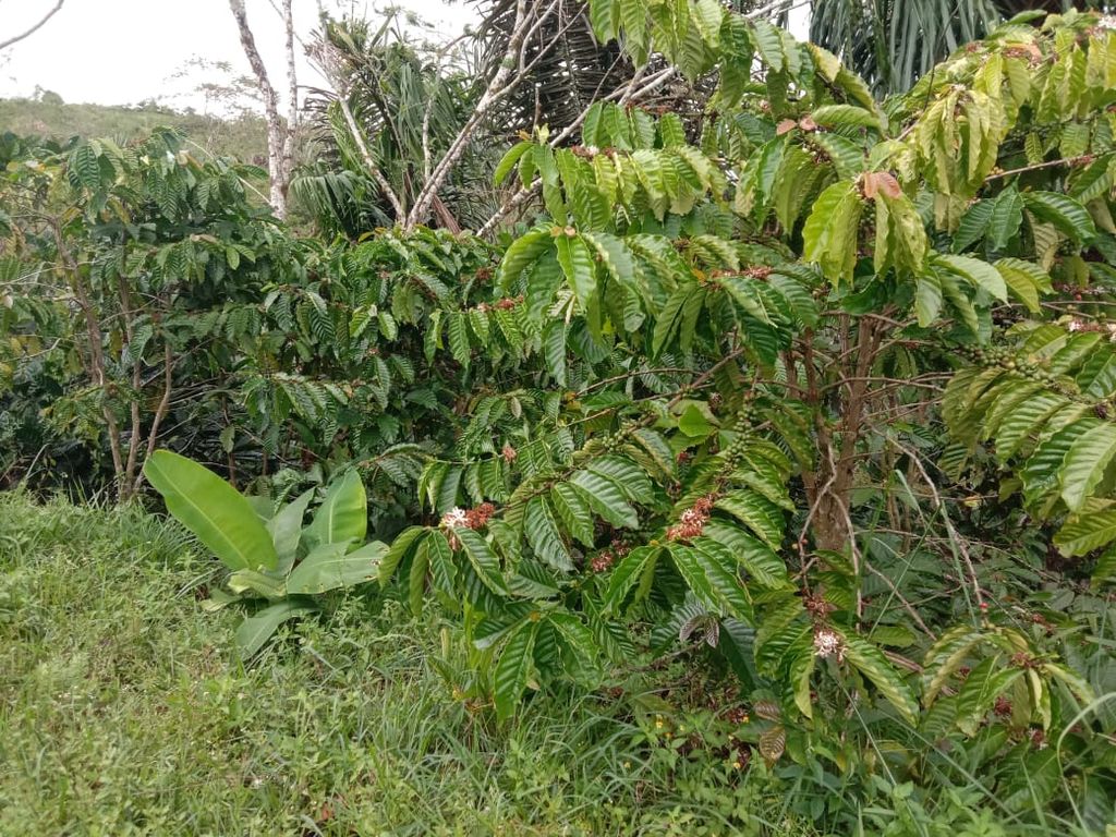Lahan perkebunan kopi di Tangse, Kabupaten Pidie, Aceh. Tangse dikenal sebagai daerah pertanian seperti durian, padi, dan kopi.
