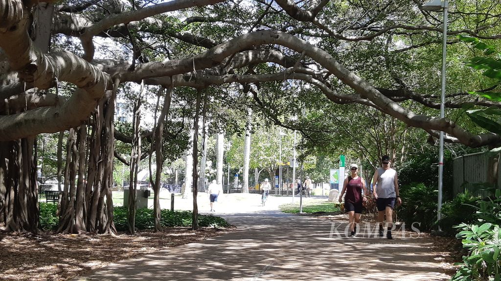 Pohon beringin tua di Kebun Raya Brisbane, Queensland, Australia, Minggu (19/11/2023).