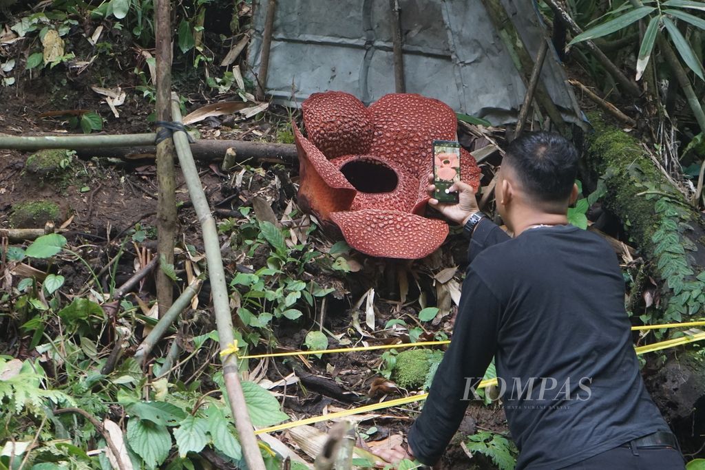 Pengunjung sedang mengabadikan mekarnya bunga padma raksasa (<i>Rafflesia arnoldii</i>) di Kabupaten Kepahiang, Provinsi Bengkulu, Rabu (19/7/2023). Fenomena ini menjadi daya tarik wisatawan untuk berkunjung ke Bengkulu.