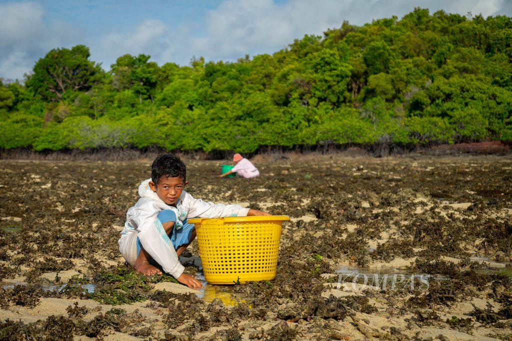 Anak Suku Laut, Panji (11), mengumpulkan rumput laut saat air surut di pulau-pulau kecil sekitar Desa Tajur Biru, Kecamatan Temiang Pesisir, Kabupaten Lingga, Kepulauan Riau, Sabtu (16/7/2022).