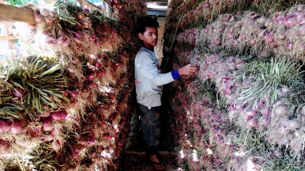 Bawang merah yang telah dipanen diangin-anginkan sebelum dibersihkan di rumah salah satu petani holtikultura di daerah Kayu Jao, Solok, Sumatera Barat, Juli 2019. 
