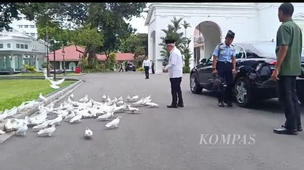 Wapres Ma’ruf Amin tengah memberi makan burung-burung merpati di halaman Istana Merdeka, Jakarta. Kamis (18/1/2024).
