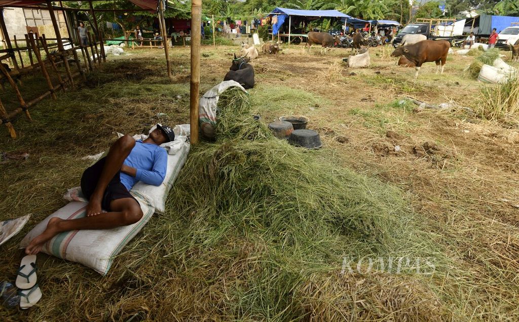 Pekerja tidur di atas tumpukan karung berisi rumput untuk pakan sapi di lokasi penjualan hewan kurban di kawasan Kebon Jeruk, Jakarta Barat, Minggu (26/6/2022). 