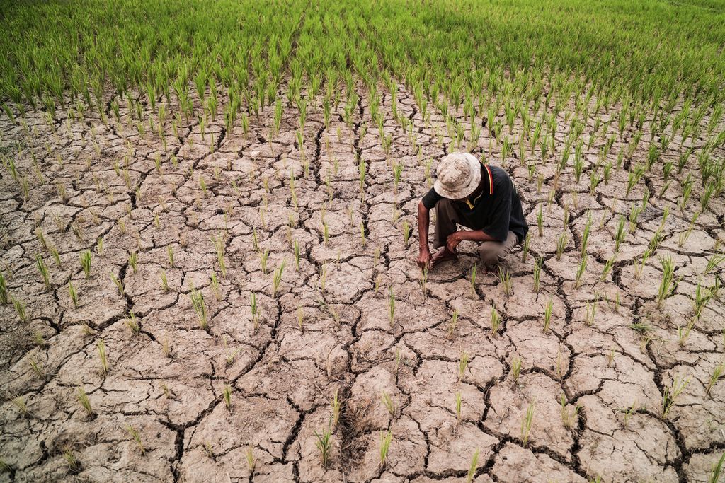 Jepri (60-an) hanya bisa pasrah menyaksikan tanaman padinya puso akibat kekurangan air di kawasan Dangdang, Tangerang, Banten, Jumat (8/9/2023).