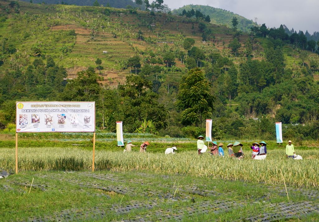  Petani bawang putih sedang panen di Desa Tuwel, Kecamatan Bojong, Kabupaten Tegal, Jawa Tengah, Jumat (12/8/2022).