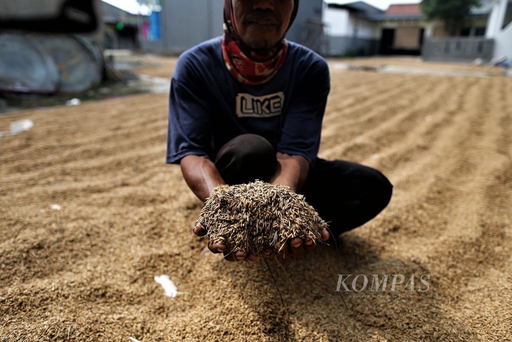 Buruh tani menjemur gabah yang baru dipanen di Samudera Jaya, Bekasi Jawa Barat (20/6/2022). Menurutnya gabah kering panen saat ini dihargai Rp 4.100 per kilogram.