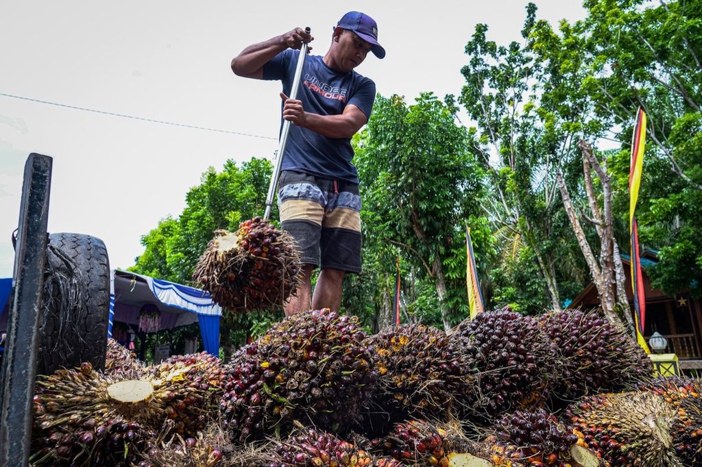 Petani kelapa sawit di Kabupaten Agam, Sumatera Barat, Kamis (30/6/2022), memperlihatkan sejumlah tandan buah segar (TBS) kelapa sawit yang kini harganya masih anjlok pascapelarangan ekspor CPO.