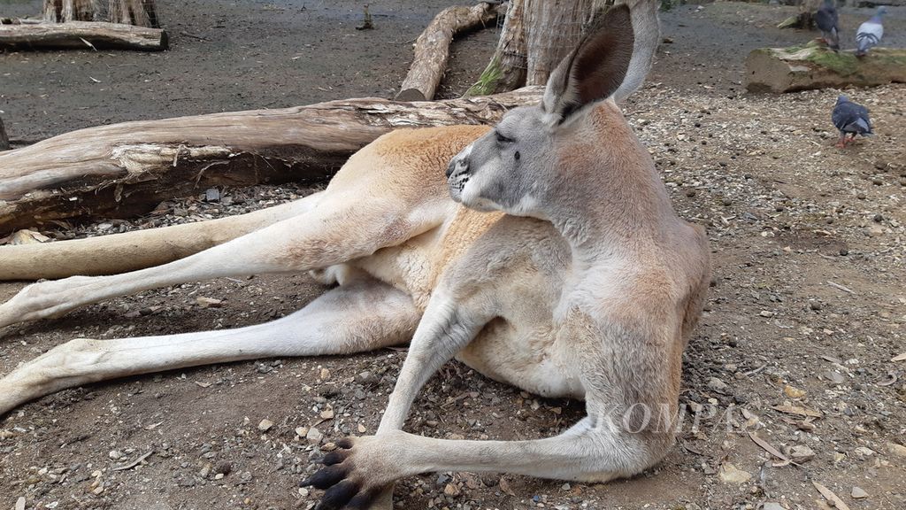 Salah satu kanguru merah jantan di Suaka Margasatwa Currumbin, Gold Coast, Australia, Sabtu (25/11/2023).