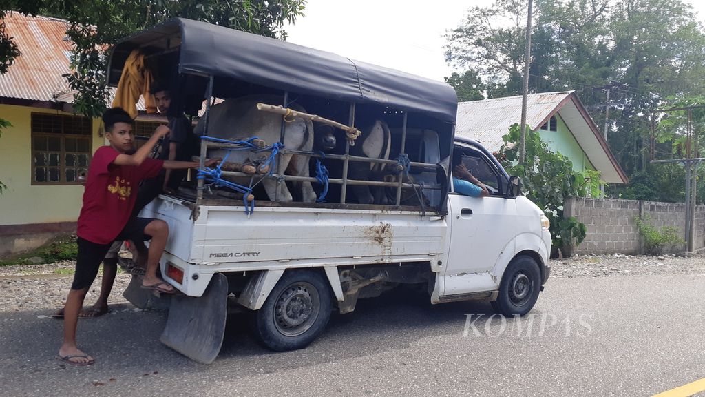 Dua sapi diangkut menggunakan pikap di Desa Oeperigi, Kabupaten Timor Tengah Utara, Nusa Tenggara Timur Senin (28/3/2022). Mobil itu akan membawa sapi hingga ke Kota Kupang yang berjarak lebih kurang 170 kilometer. Di daerah itu tidak ada truk hewan.