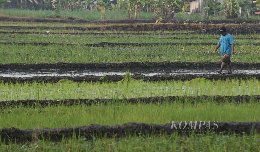 Petani bersiap menanam padi di Kecamatan Buduran, Kabupaten Sidoarjo, Jawa Timur, Kamis (13/10/2022). Cuaca ekstrem yang kini melanda mengancam keberhasilan panen pertanian. 