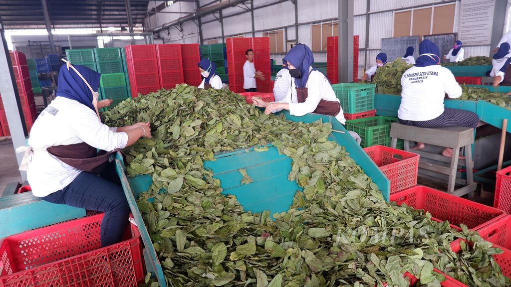 Pekerja menyortir daun gelinggang kering di pabrik PT Sarikaya Sega Utama di Banjarbaru, Kalimantan Selatan, Selasa (17/9/2019). Daun gelinggang itu diekspor ke Jepang.