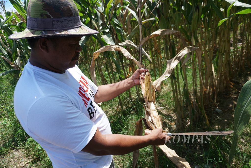 Yudin Latif mengecek tongkol jagung dari tanaman yang rusak di kebunnya di Desa Tunggulo, Kabupaten Bone Bolango, Provinsi Gorontalo, Jumat (2/12/2022).