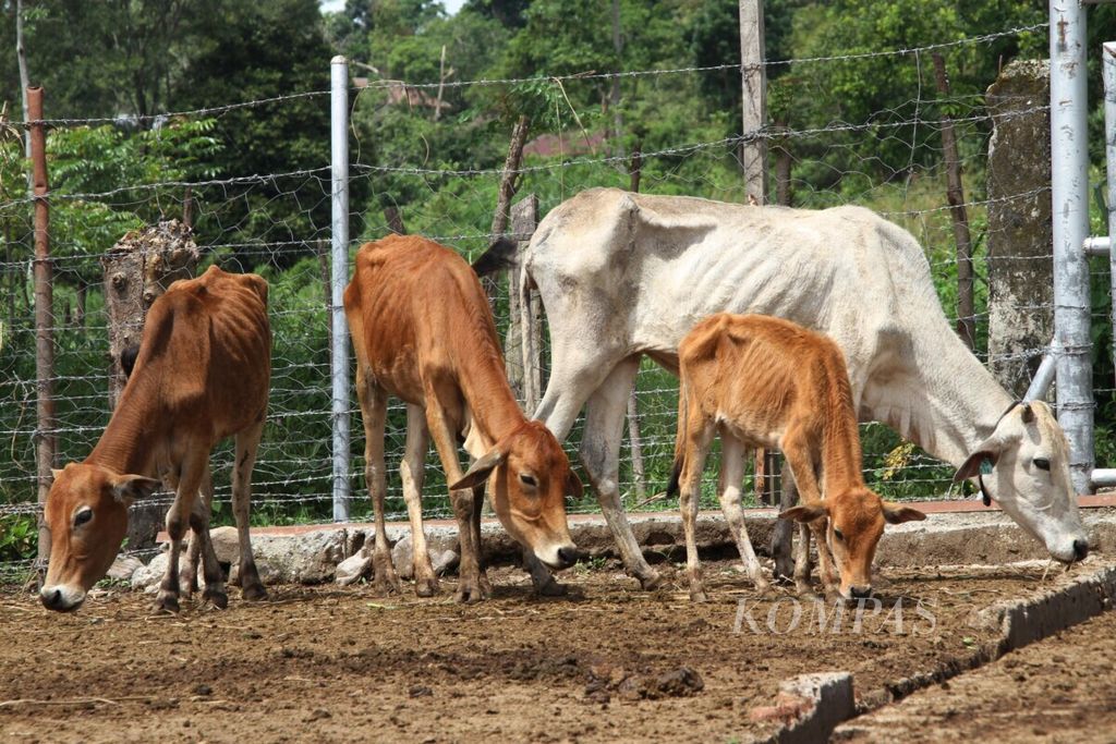 Sapi-sapi milik Pemerintah Provinsi Aceh di lokasi UPTD Inseminasi Buatan Inkubator (IBI) Saree, Aceh Besar, di bawah Dinas Kesehatan Hewan dan Peternakan Aceh, Jumat (5/6/2020), terlihat kurus karena kekurangan pakan. Sapi tersebut dibeli pada 2016-2017 dengan menggunakan APBD Aceh.