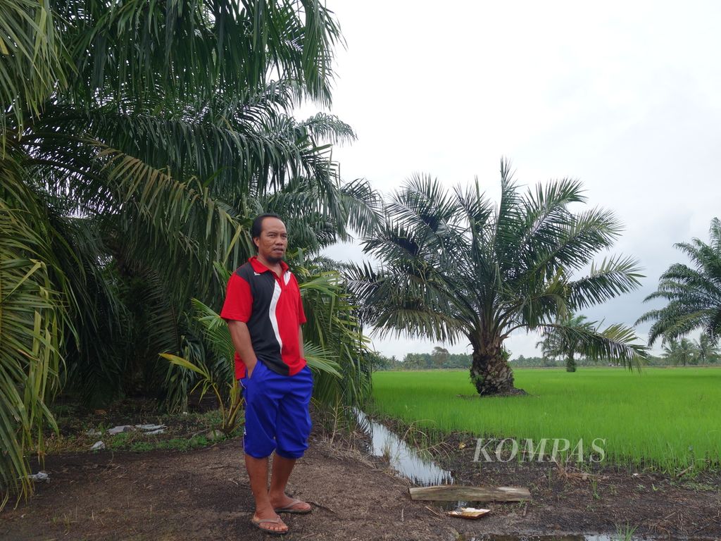 Muklis Suryadi (38), petani Banyuasin, Sumatera Selatan, di sawah yang tengah ia persiapkan beralih ke sawit akhir musim tanam ini, Desember 2021. Dengan kondisi pupuk bersubsidi yang semakin terbatas, ia menilai sawit akan lebih menguntungkan.
