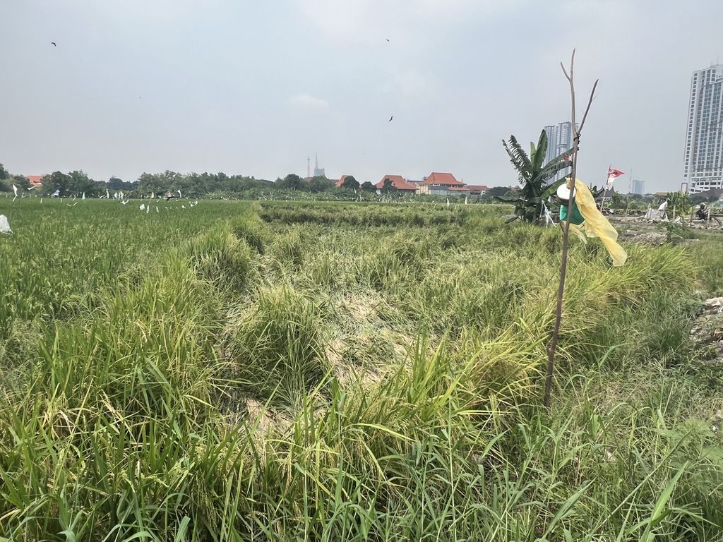 Tanaman padi milik petani di Gayungan, Surabaya, Selasa (20/2/2024), yang semestinya panen dua pekan lagi, rusak diterjang hujan deras disertai angin kencang.