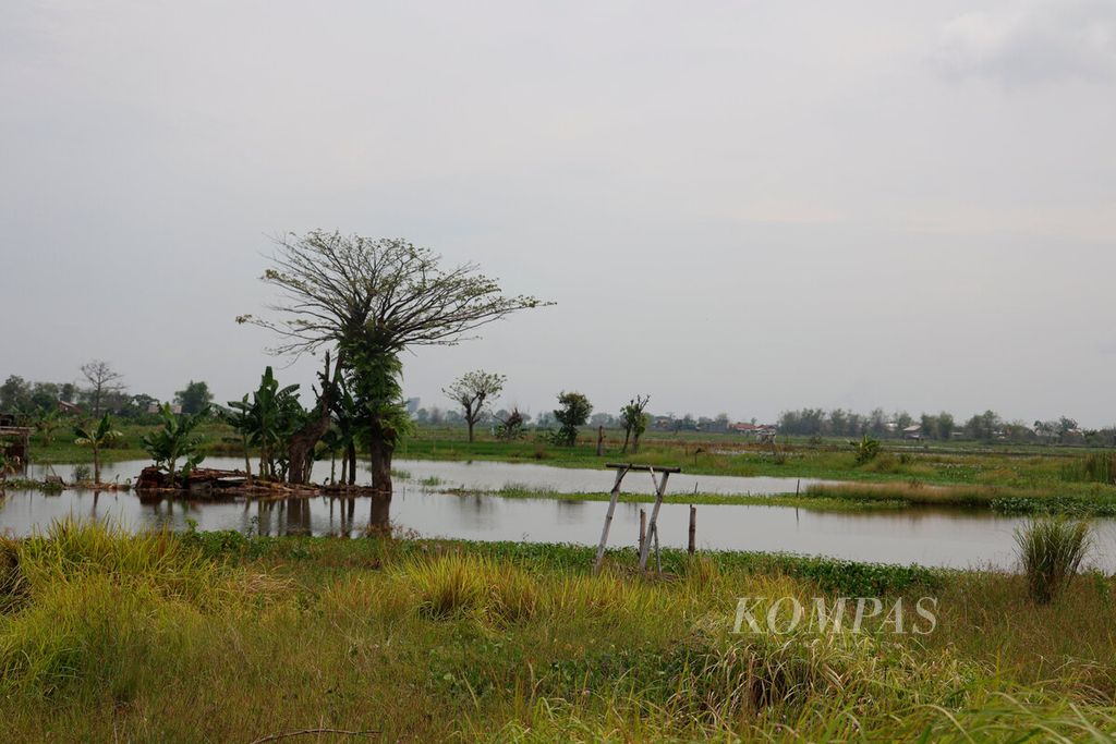 Pasang air laut dan banjir yang tidak surut dalam waktu lama membuat lahan pertanian berubah menjadi area rawa di Kecamatan Sayung, Kabupaten Demak, Jawa Tengah, akhir Oktober 2022.