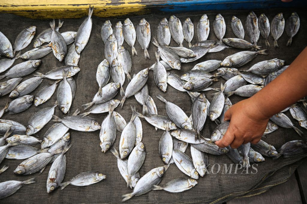 Warga menjemur ikan Bawis untuk diproduksi menjadi ikan asin di desa wisata Bontang Kuala di Kota Bontang, Kalimantan Timur, Jumat (9/6/2023). Ikan bawis diyakini warga hanya ditemui di perairan Kalimantan, terutama di daerah Bontang.
