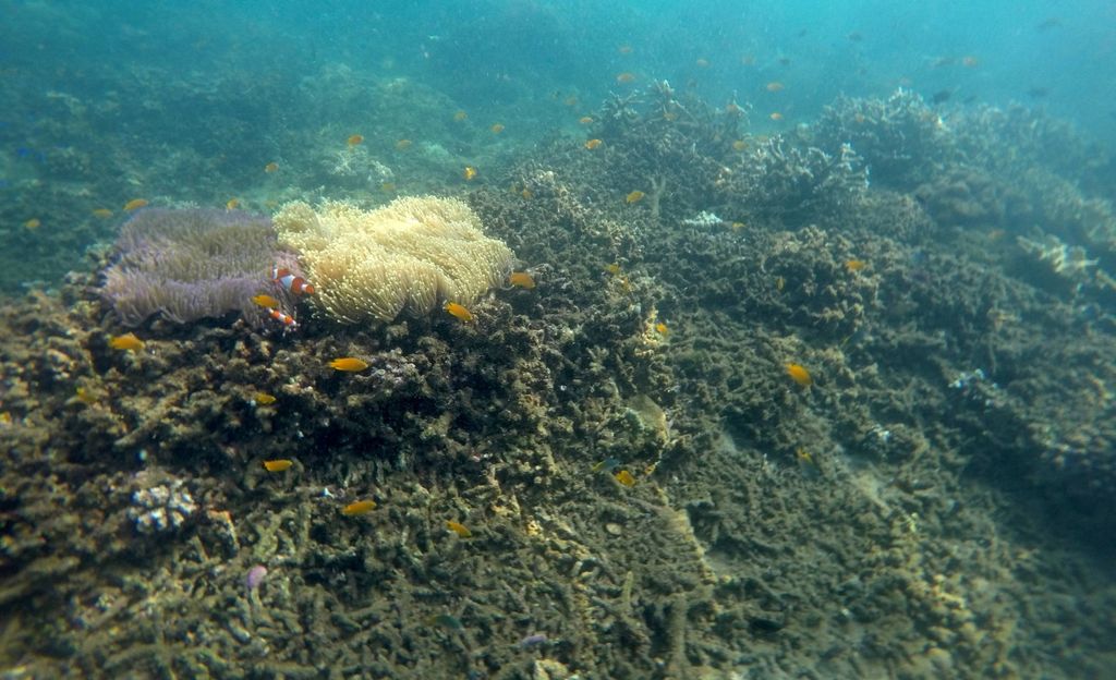 Kondisi terumbu karang yang rusak di salah satu spot peyelaman di Pusat Konservasi Terumbu Karang Bangsring, Banyuwangi, Jatim, saat diabadikan beberapa waktu lalu. Kerusakan terumbu karang disebabkan peningkatan suhu air laut karena dampak El Nino pada 2015 hingga 2016.