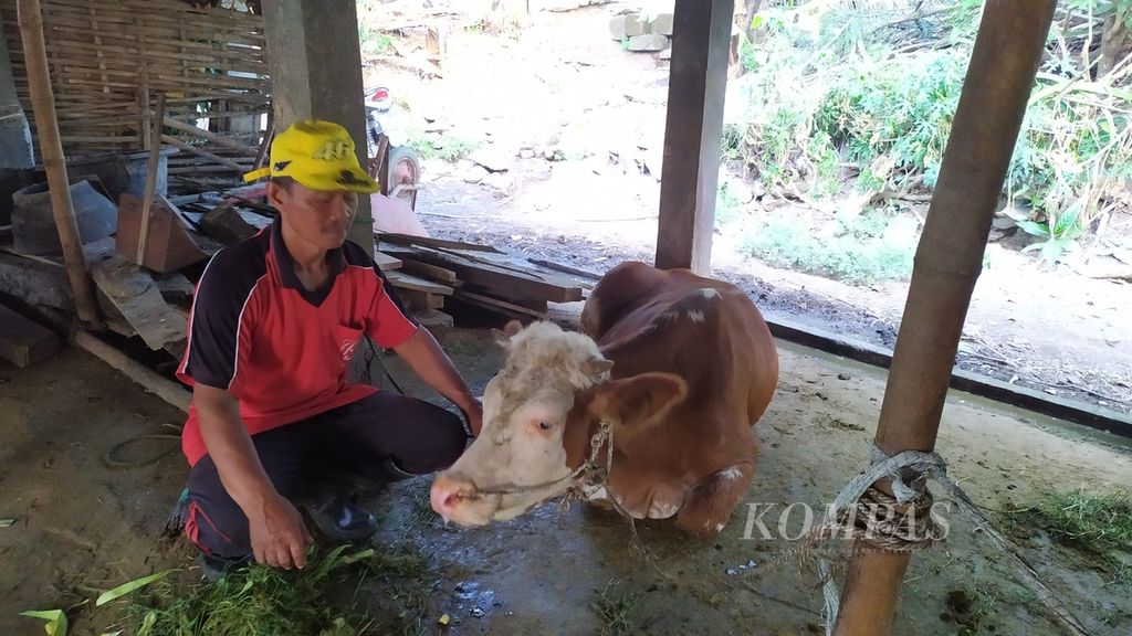 Harsono (60), peternak Desa Mondoluku, Kecamatan Wringin Anom, Kabupaten Gresik, Jawa Timur berada di sisi sapinya yang terpapar penyakit mulut dan kuku (PMK), Selasa (21/6/2022). Seluruh sapi di kandang Harsono terpapar virus menular itu menjelang Idul Adha yang jatuh pada 10 Juli 2022.