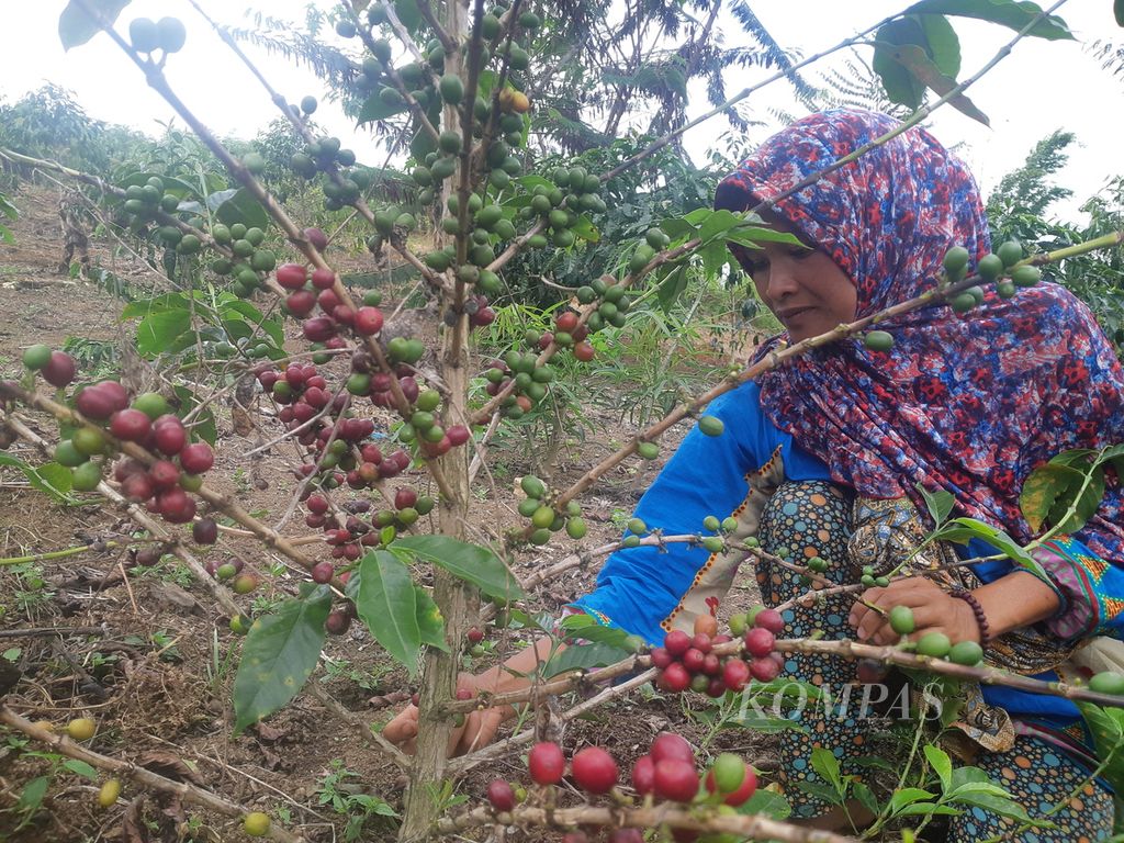 Seorang warga, Yantiara (35), memetik kopi arabika buah merah di salah satu demplot di Dusun IV, Desa Cahaya Alam, Kecamatan Semende Darat Ulu, Kabupaten Muara Enim, Sumsel, Selasa (19/7/2022). Kopi merupakan salah satu komoditas unggulan di dusun tersebut.