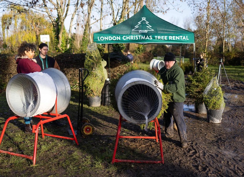 Dan Nicholas (kanan) menyiapkan pohon cemara untuk disewa dari kawasan Dulwich, London, Inggris, Jumat (8/12/2023). Penyewaan pohon cemara menjadi cara menjaga lingkungan dan mengurangi sampah pohon yang terbuang seusai perayaan.  