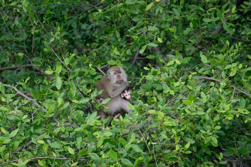 Monyet ekor panjang (<i>Macaca fascicularis</i>) tampak di Hutan Lindung Angke Kapuk, Jakarta Utara, Sabtu (8/5/2021).