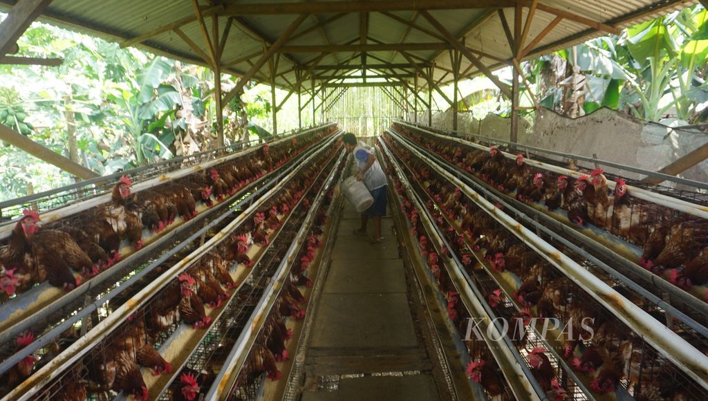 Seorang pegawai memberikan makan ayam petelur di Kecamatan Mojosongo, Kabupaten Boyolali, Jawa Tengah, Kamis (1/9/2022). Populasi ayam petelur menurun akibat anjloknya harga jual telur setahun lalu. Imbasnya banyak kandang terpaksa dikosongkan. Hal itu disinyalir menjadi salah satu penyebab meningkatnya harga telur beberapa waktu terakhir.