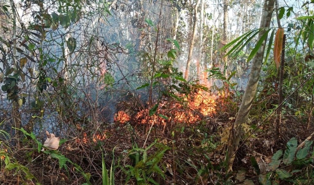 Api melalap perkebunan karet telantar di Nagari Aia Manggih, Kecamatan Lubuk Sikaping, Pasaman, Sumatera Barat, Selasa (10/3/2020). Cuaca kering dalam beberapa hari terakhir memicu kebakaran lahan di sejumlah wilayah Sumbar.