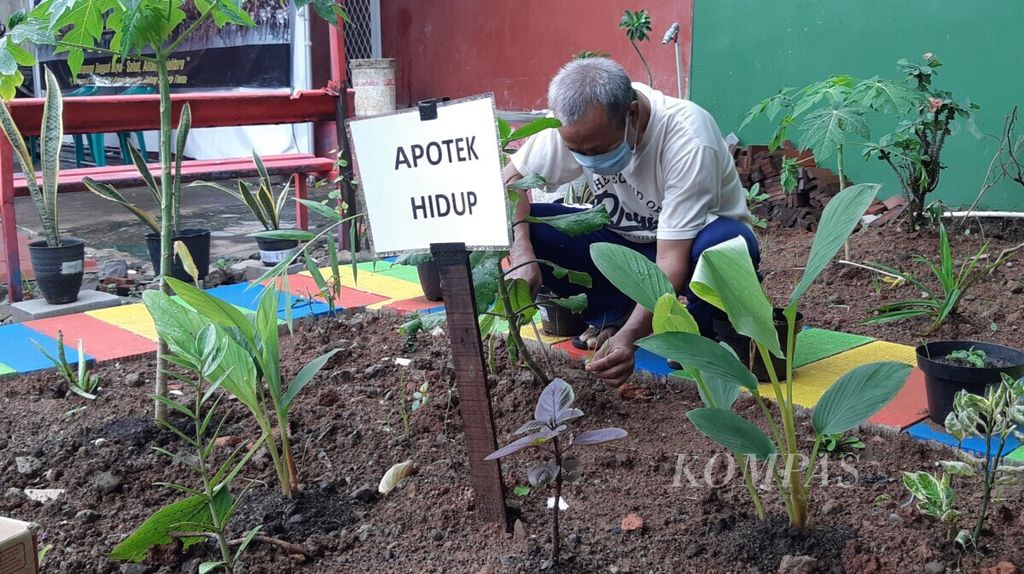 Seorang warga membersihkan rumput di area penanaman tanaman apotek hidup di Kampung Tangguh Jaya RT 017 RW 005 Kelurahan Penggilingan, Kecamatan Cakung, Jakarta Timur, Kamis (21/1/2021).