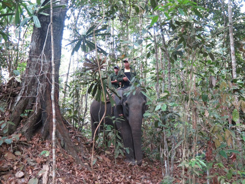 Tiga gajah jinak dari Pusat Pelatihan Gajah Minas, Riau, didatangkan ke wilayah Muara Tabir, Kabupaten Tebo, Jambi, untuk menggiring gajah-gajah liar menuju habitat baru dalam proses translokasi gajah, Rabu (26/9/2018). Translokasi itu menjadi bagian penyelamatan gajah tersisa dari ancaman konflik dan kepunahan. 