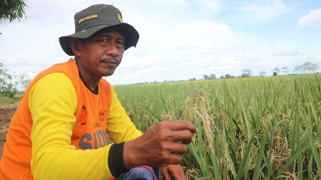 Mardi Pranoto (48), from Belanti Siam shows his unfilled rice, Friday (29/1/2021). Great harvests in Belanti Siam and several villages in Pulang Pisau, Central Kalimantan, failed due to many factors.