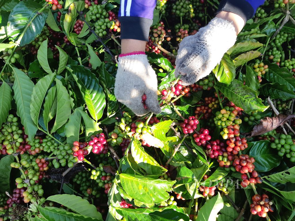 Seorang warga memanen kopi di halaman rumahnya di Pekon Kota Besi, Kecamatan Batu Brak, Kabupaten Lampung Barat, Lampung, Rabu (3/7/2024). Harga kopi robusta tahun ini mencapai Rp 70.000 per kilogram.