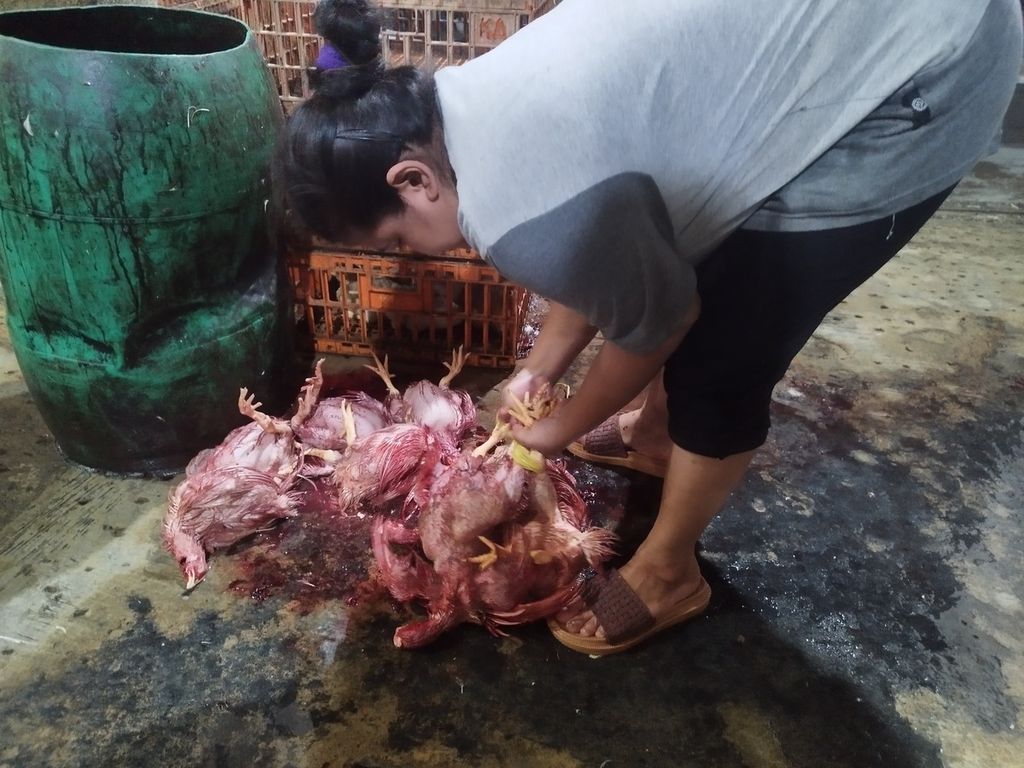 Mariani (42) mengambil ayam yang telah dipotong untuk dihilangkan bulunya di salah satu tempat pemotongan ayam di Kecamatan Palmerah, Jakarta Barat, Sabtu (4/3/2023).