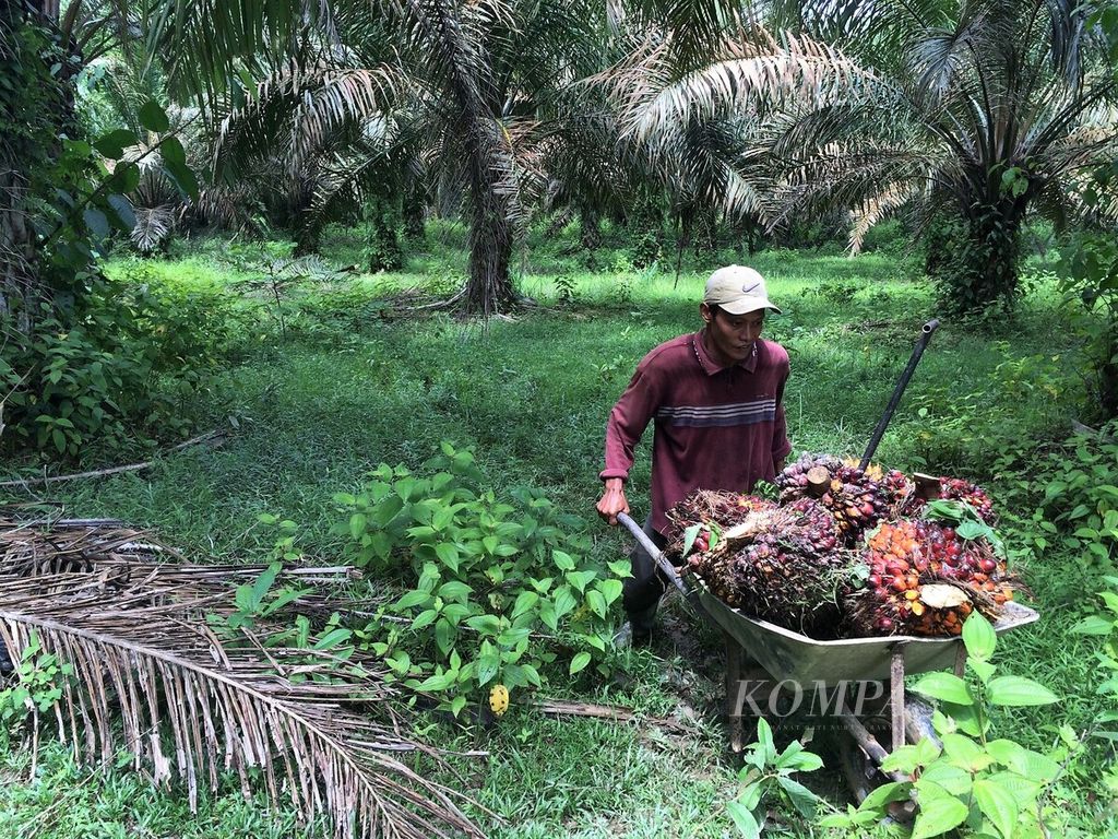 Seorang petani melansir hasil panen buah sawit di Desa Jambi Tulo, Kecamatan Maro Sebo, Kabupaten Muaro Jambi, Kamis (6/7/2017). Harga sawit terus menurun dalam dua pekan terakhir menjadi Rp 900 per kilogram dari sebelumnya Rp 1.200. Kondisi itu kian menekan kesejahteraan petani. 