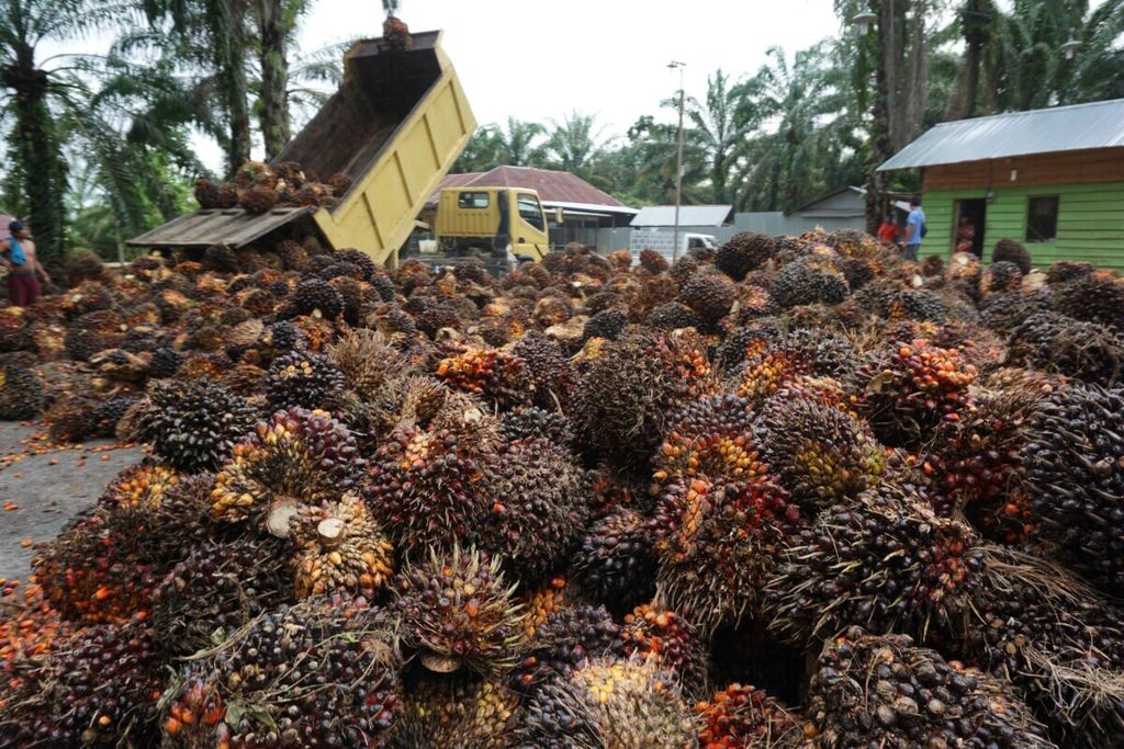 Lokasi sentra penjualan kelapa sawit di Kabupaten Nagan Raya, Aceh sebelum diangkut ke pabrik kelapa sawit, Juni 2018.  