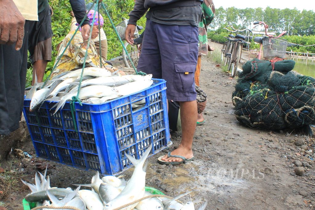 Petambak menimbang hasil panen ikan bandeng di Desa Ambulu, Kecamatan Losari, Kabupaten Cirebon, Jawa Barat, Rabu (10/1/2024). 