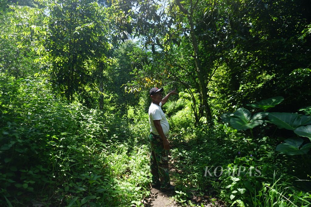 Ketua Serikat Petani Minahasa Tenggara Jansen Matandatu (66) menunjukkan lahan garapan miliknya di Desa Mangkit, Kecamatan Belang, Minahasa Tenggara, Sulawesi Utara, Rabu (10/1/2024). 