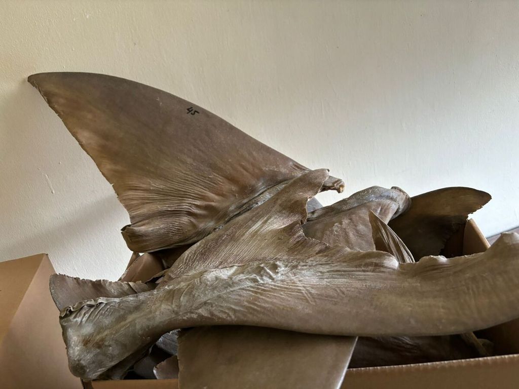 The Lampung Animal, Fish, and Plant Quarantine Center foiled the shipment of hundreds of shark fins at Bakauheni Port, South Lampung Regency, Lampung, on Tuesday (5/3/2024).