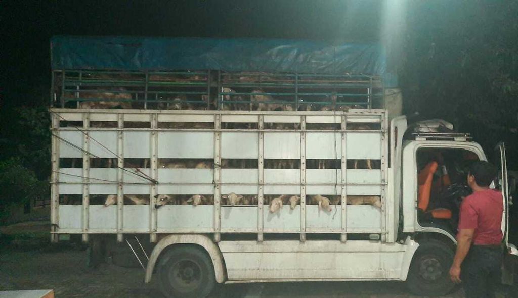 Truk berisi kambing yang dikirim dari Sumatera Utara menuju Jawa ditahan di Pelabuhan Bakauheni, Lampung Selatan, Lampung, karena tidak disertai dokumen kesehatan hewan pada Jumat (9/9/2022) dini hari. 