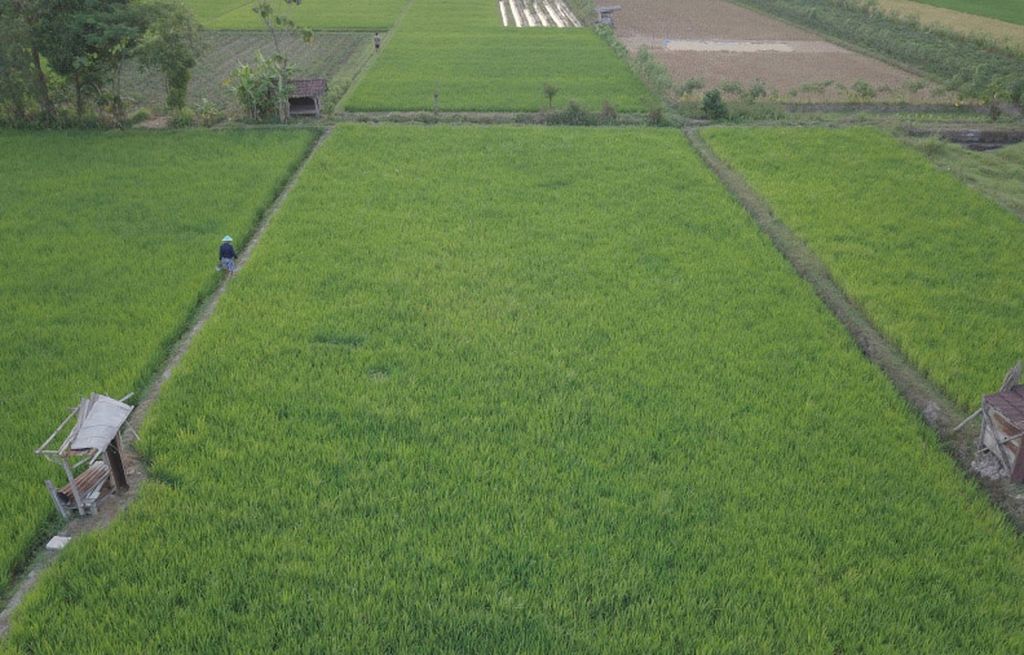 Petani memeriksa tanaman padi miliknya di areal persawahan Desa Maguwoharjo, Sleman, DI Yogyakarta, Minggu (3/9).