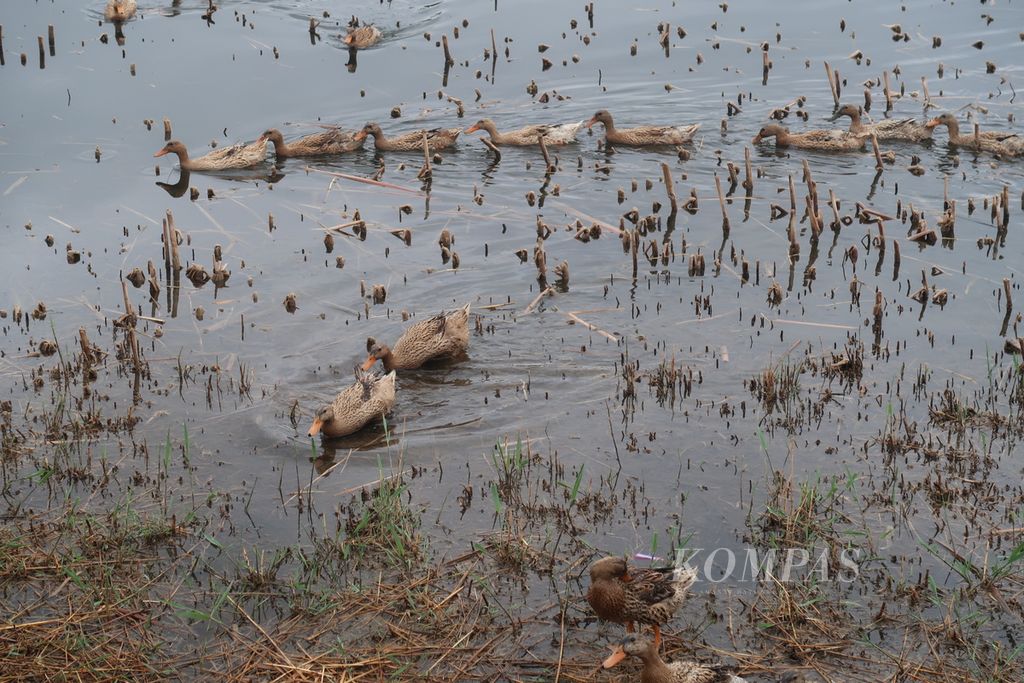 Bebek-bebek liar sibuk berenang di Beijing Yeyahu National Wetland Park, Distrik Yanqing, Beijing, Jumat (5/5/2023). Taman ini merupakan rumah bagi berbagai jenis hewan, seperti bangau, angsa, bebek liar, amfibi, reptil, serangga, dan <i>higher plants</i>. Pada 2 Februari 2023, taman ini terpilih dalam List of Ramsar Wetlands of International Importance.