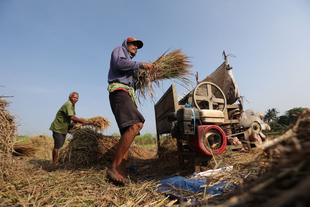 Pencari jerami membantu merontokkan gabah agar dapat memperoleh jerami untuk pakan ternak di Desa Bangunjiwo, Kasihan, Bantul, DI Yogyakarta, Rabu (24/8/2022). 