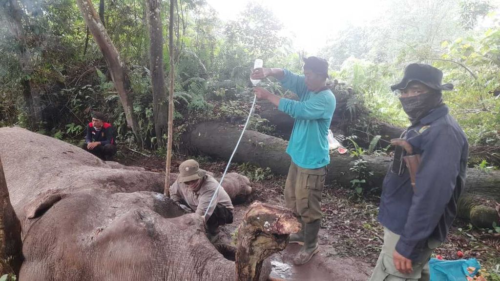 Petugas memberikan pertolongan pertama kepada gajah yang diracun dan sebelah gadingnya dipotong di Taman Nasional Tesso Nilo, Pelalawan, Riau, Rabu (10/1/2024).