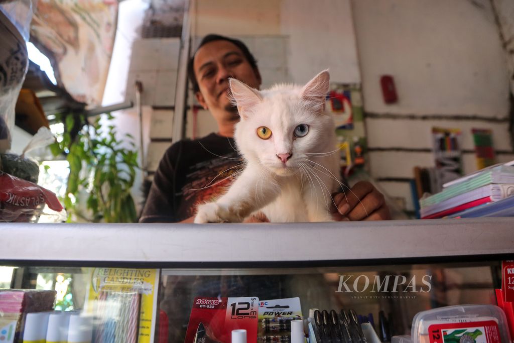 Warga memegang kucing peliharaannya berjenis campuran ras kampung dan anggora di RW 05 Sunter Agung, Jakarta Utara (19/7/2023). 