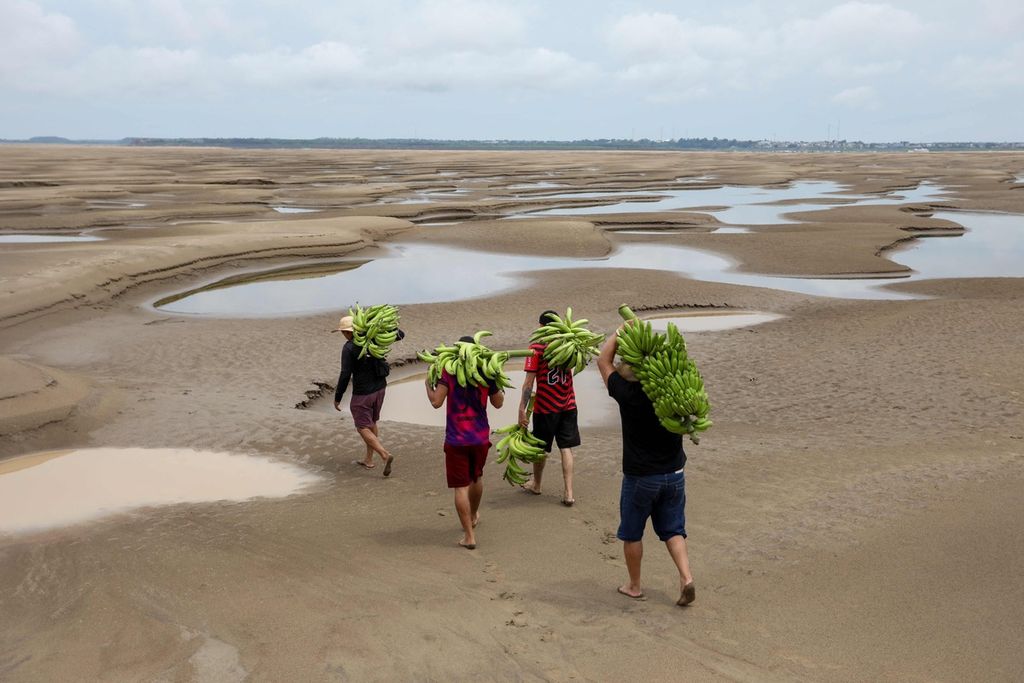 Foto udara memperlihatkan penduduk yang membawa hasil panen pisang berjalan di atas dasar Sungai Solimoes yang kering di komunitas Pesqueiro di Manacapuru, Negara Bagian Amazonas, Brasil utara, 30 September 2024. 