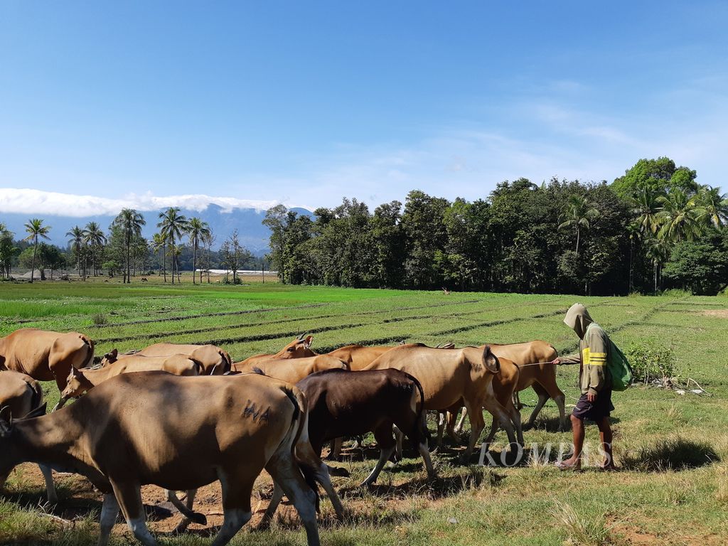 Warga menggembalakan sapi di sekitar Sungai Malibaka di Desa Maumutin, Kecamatan Raihat, Kabupaten Belu, Nusa Tenggara Timur, Jumat (8/7/2022). Daerah sentra peternakan sapi ini berada di garis batas wilayah Indonesia dan Timor Leste.