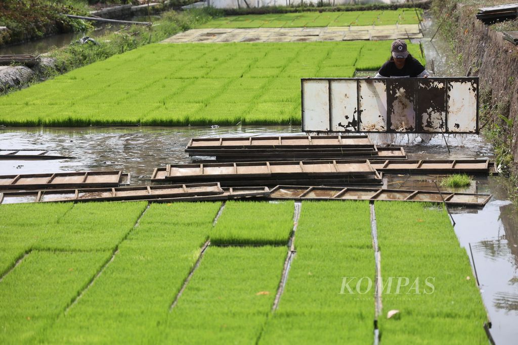 Seorang petani membersihkan tatakan untuk menumbuhkan bibit padi di Desa Borongan, Polanharjo, Klaten, Jawa Tengah, Selasa (21/11/2023). Bibit padi tersebut dijual dengan harga Rp 5.000 per cetakan. Memasuki musim hujan, permintaan bibit padi tersebut meningkat seiring semakin banyak petani yang memulai masa tanam.