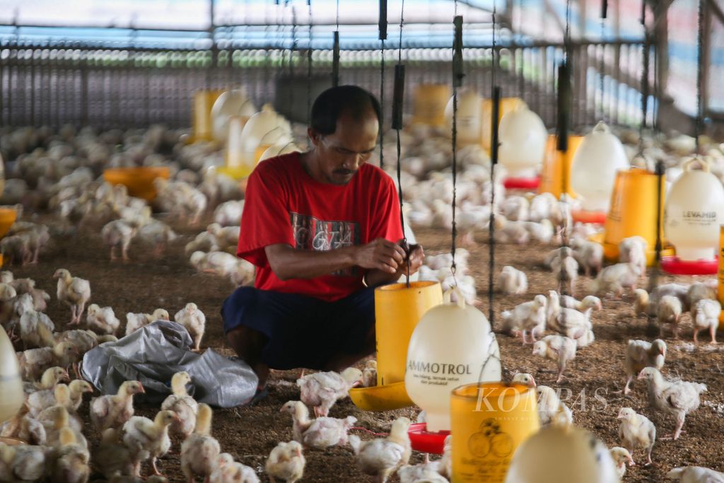 Abas (45), peternak ayam pedaging di kawasan Kampung Kandang, Depok, Jawa Barat, melakukan perawatan terhadap 3.000 anakan ayam miliknya, Selasa (28/4/2020).