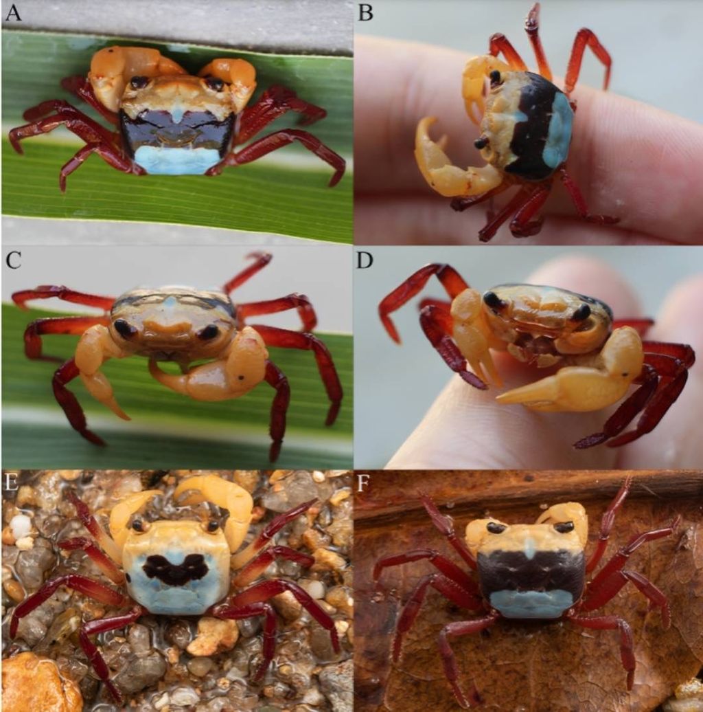 Kepiting tiga warna jenis baru yang ditemukan di Gunung Kelam, Kalimantan Barat. Kepiting tersebut memiliki nama <i>Lepidothelphusa menneri</i>.